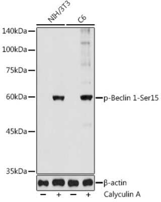 Western Blot: Beclin 1 [p Ser15] AntibodyAzide and BSA Free [NBP3-16954]